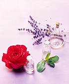 Glass bottle with essential oil, rose, mint and lavender on pink background