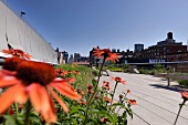 Flowers on the High Line in New York, USA
