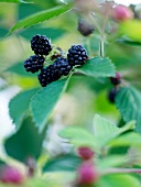 Close-up of blackberries on bush