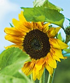 Sommerküche, Sonnenblume, blauer Himmel, Nahaufnahme