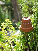 Plant pot on rosemary plant in herb garden 