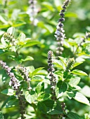 Close-up of flowering mint plant