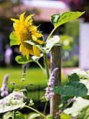 Sommerküche, Sonnenblume im Garten
