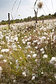 Close-up of cotton grass bloom in Teufelsmoor, Bremen, Germany