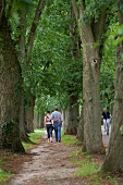 Rear view of couple holding waist and walking through linden alley in Worpswede, Germany