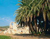 Patara: Blick auf Ruine, Palmen, blauer Himmel