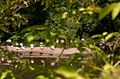 View of Vogel Flamingos through leaves at Bronx Zoo, New York, USA