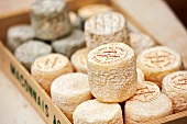 Close-up of goat cheese in crate, France