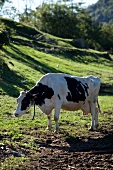 Comer See, Kuh auf dem Bauernhof Baita, Bellagio