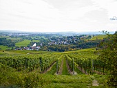 Weiberge vom Weingut Montigny mit Blick auf Laubenheim