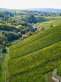 Vineyard in wine growing region, aerial view
