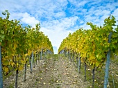 Weinreben im Weinanbaugebiet Nahe, blauer Himmel