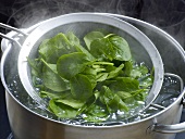 Close-up of blanched spinach on sieve for preparation of sauce, step 1