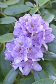 Close-up of purple rhododendron blossom with leaves