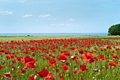 View of poppy field near sea at Baltic sea coast, Germany