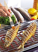 Fish being grilled on grill