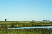 View of red herring landscape reeds, Baltic Sea Coast, Germany