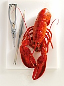 Close-up of lobster with tong and fork on white background