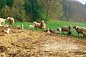 Herd of sheep standing on hay in meadow near forest