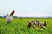 Hen and chickens grazing on large meadow
