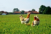 Himmel auf Erden, Hühnerfamilie