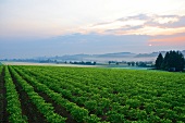 View of potato field at dawn in Lower Eulenbach, Austria