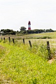 View of green pasture with Falshofter lighthouse, Schleswig-Holstein, Germany