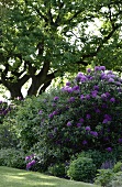 blühender Rhododendron, alter Baum X 