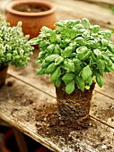 Potted basil plant on wooden table