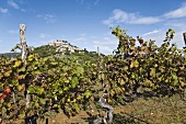 Village Motovun vine, Croatia