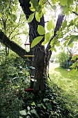 Rope ladder on tree at park