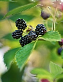 Gartenküche, Brombeeren am Strauch