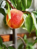 Gartenküche, Pfirsich am Baum