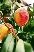 Gartenküche, Pfirsich am Baum