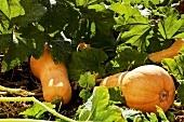 Gartenküche, Butternut Kürbisse im Beet