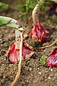 Gartenküche, Rote Zweibeln in der Erde