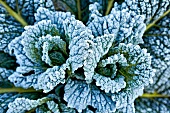 Close-up of frozen cabbage heads