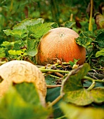 Gartenküche, Kürbisse im Beet