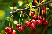 Gartenküche, Kirschen am Kirschbaum