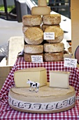 Various types of cheese in cheese factory