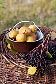 Pears and elderberries on basket