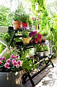 Pots of flowers and herbs on a mobile plant stand
