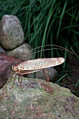 Close-up of rusty insect figure on rock