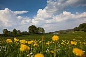 View of perennial landscape at Dopshofen, Augsburg, Bavaria, Germany 