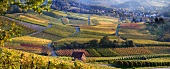 View of winery at Heilbronner Stiftsberg, Hengerer