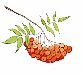 Illustration, Zweig einer Eberesche mit Früchten