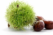 Marone and chestnut on white background