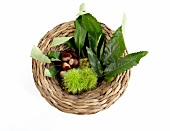 Basket of marone and chestnut on white background, overhead view