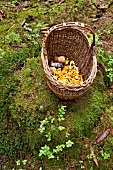 Pilze, Korb mit Pfifferlingen und Steinpilzen auf Waldboden