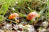 Close-up of two mushrooms